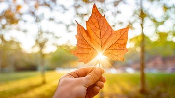 Embracing Change: Leadership Lessons from Autumn-featured-image